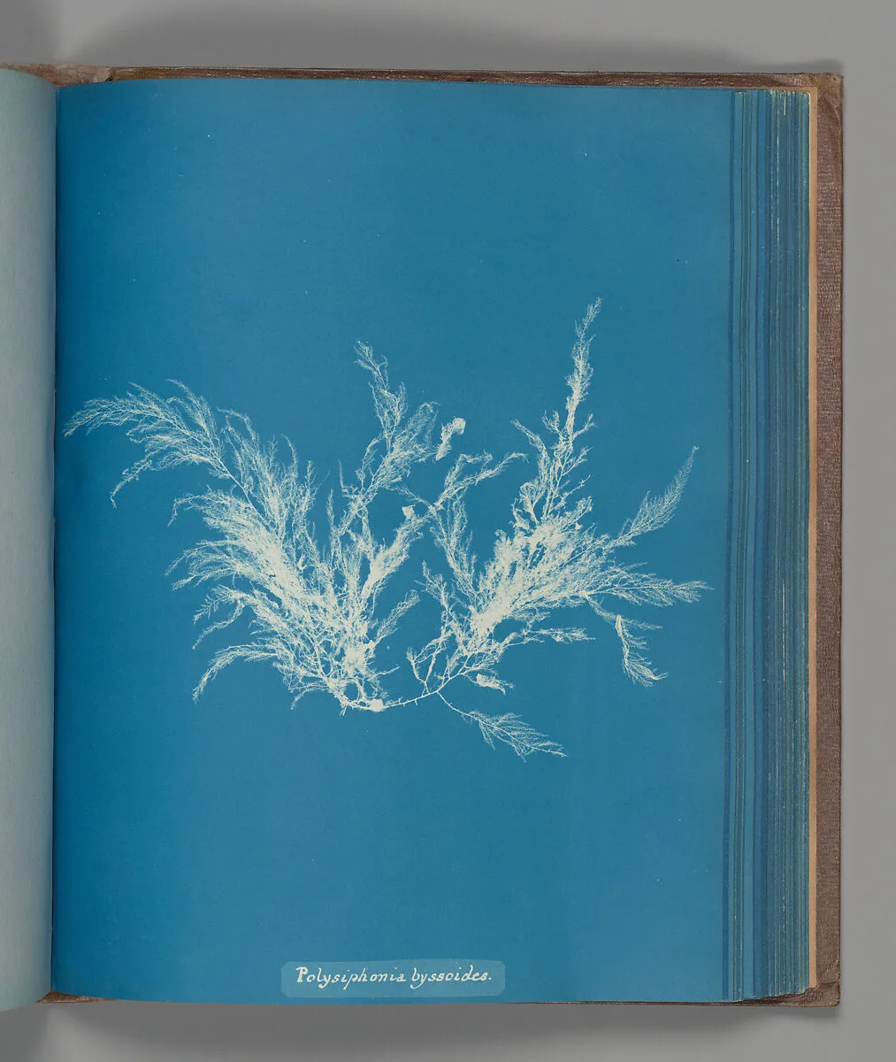Polysiphonia byssoides — Anna Atkins