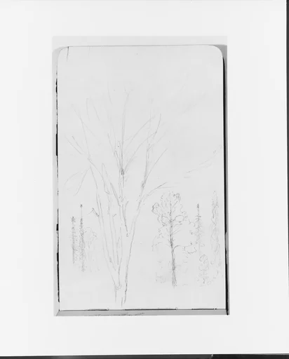 Sketches of Trees (from Sketchbook)