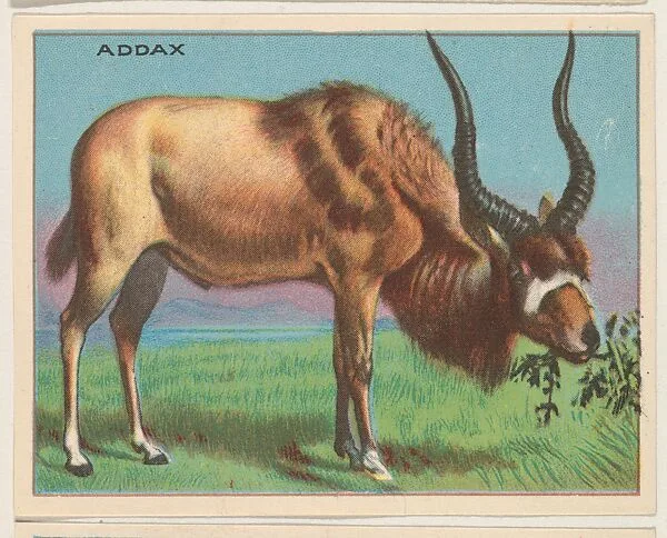 Addax, collector card from the Animals series (D9), issued by the Weber Baking Company to promote Onist Milk and Pullman Bread — Weber Baking Company
