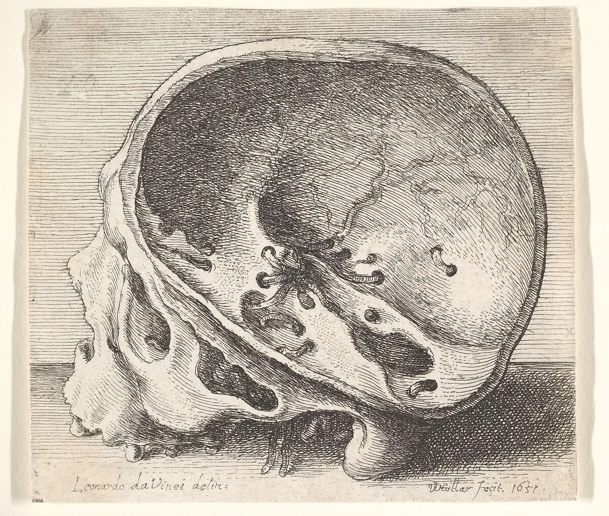 Sectioned skull in profile to left with the left side of the cranium removed — Leonardo da Vinci|Wenceslaus Hollar