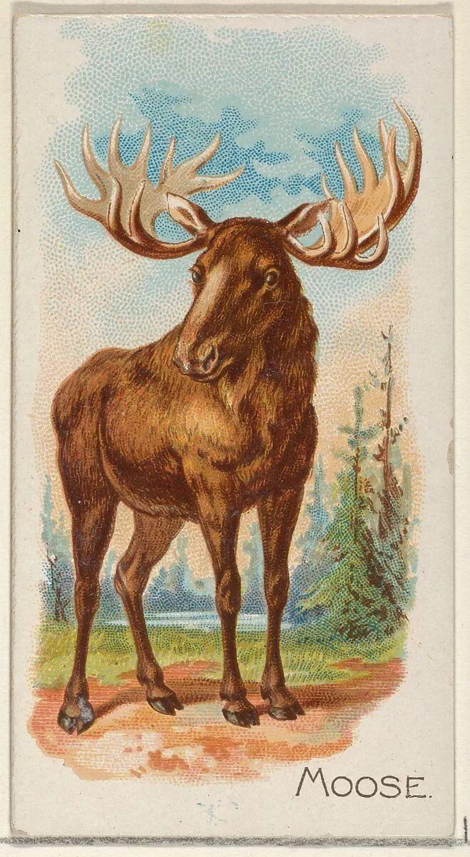 Moose, from the Quadrupeds series (N21) for Allen & Ginter Cigarettes — Allen & Ginter|Lindner, Eddy & Claus