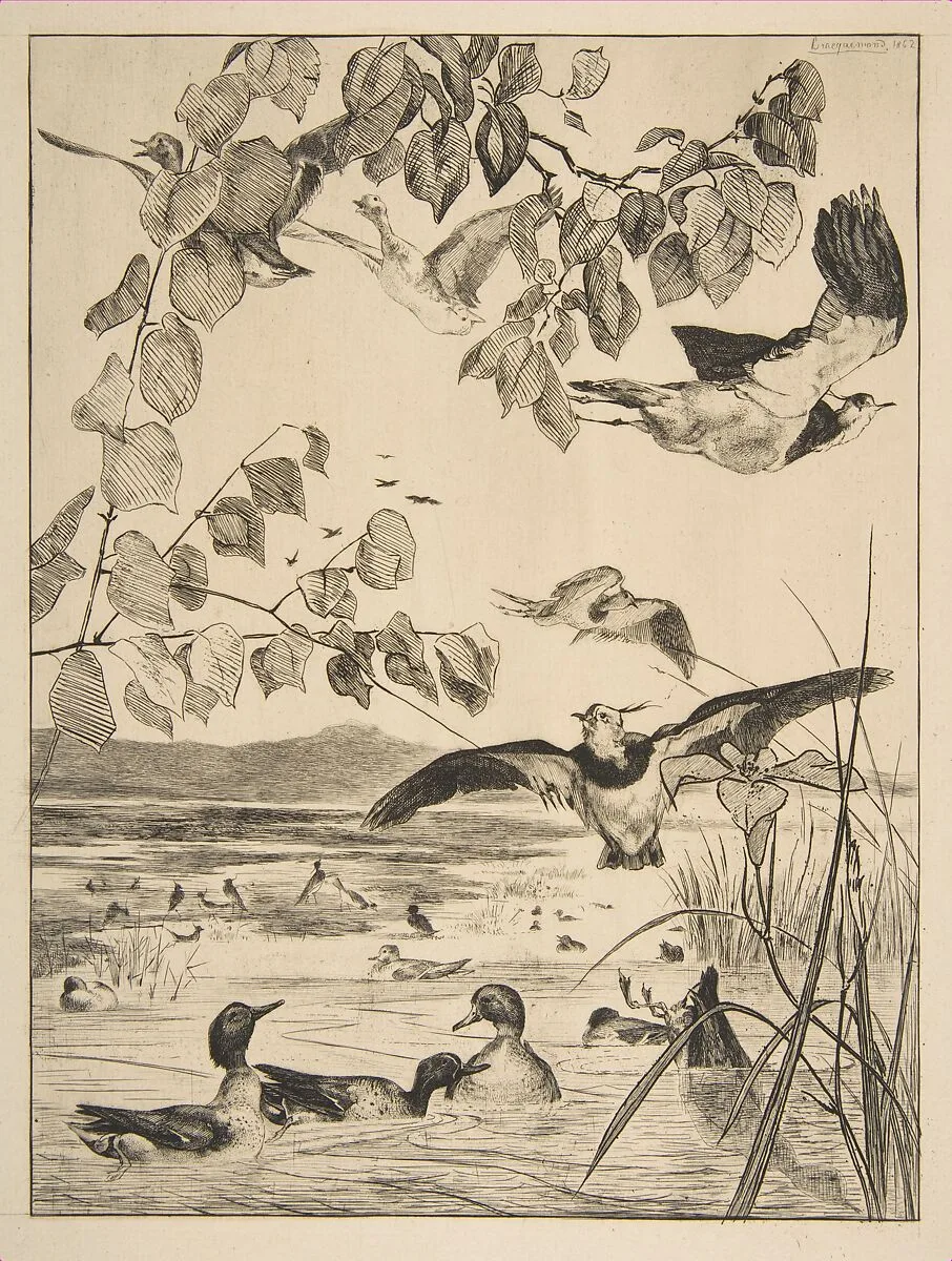 Vanneaux et Sarcelles — Félix Bracquemond