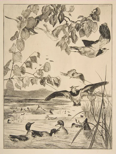Vanneaux et Sarcelles