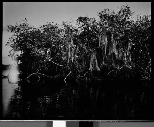 [Mangroves, Florida]