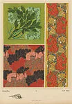 Ombelles (Umbels), pl. 24 — Emile-Allain Séguy|A. Calavas