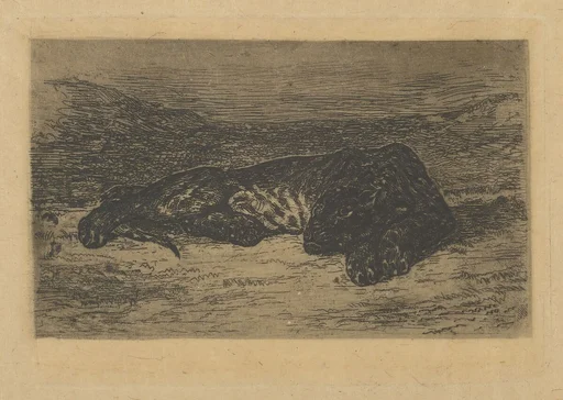 Tiger Lying in the Desert