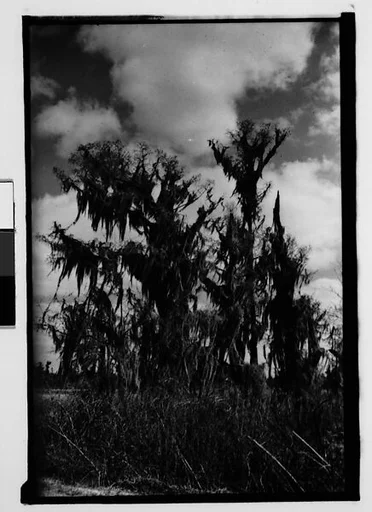 [Cypress Trees, New Orleans Vicinity, Louisiana]