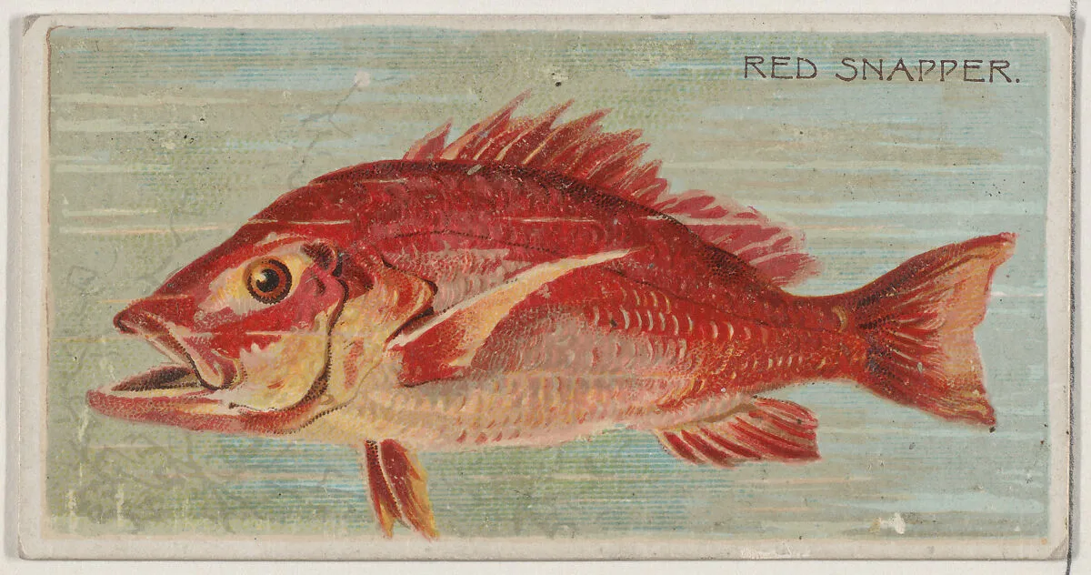 Red Snapper, from the series Fishers and Fish (N74) for Duke brand cigarettes — W. Duke, Sons & Co.|Knapp & Company