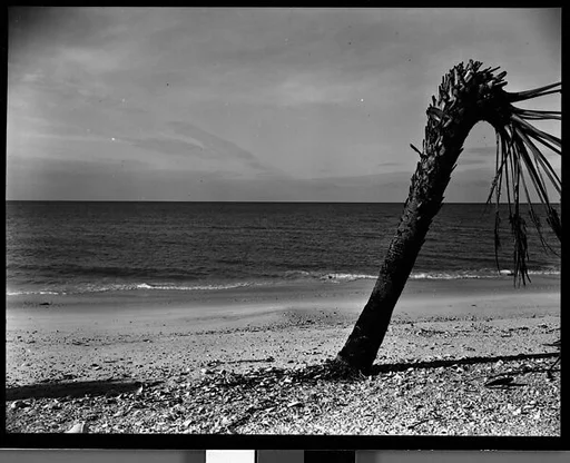 [Palm Tree on Gulf of Mexico Coast, Florida]