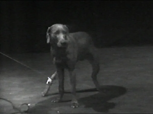 Cord Walk — William Wegman