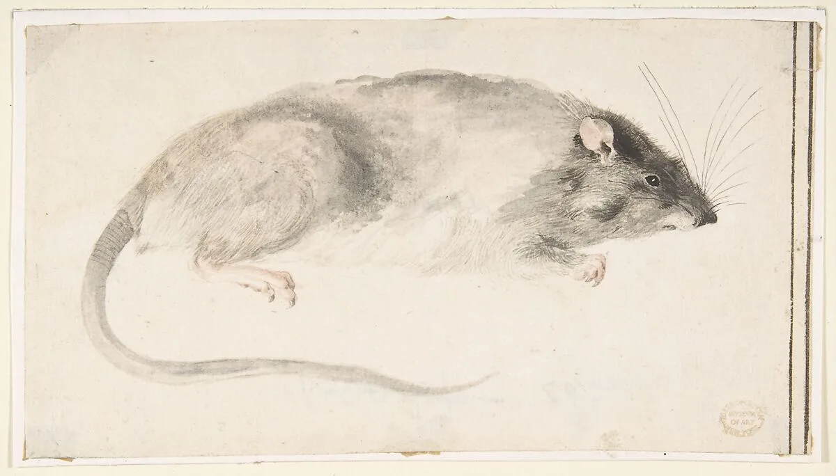 A Rat Seen in Profile — Count Giorgio Durante (Duranti)