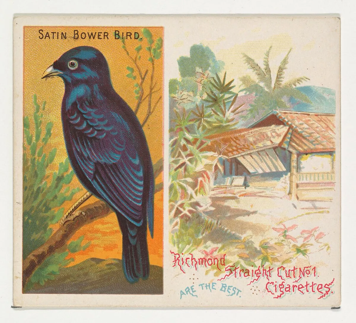 Satin Bower Bird, from Birds of the Tropics series (N38) for Allen & Ginter Cigarettes — Allen & Ginter|George S. Harris & Sons