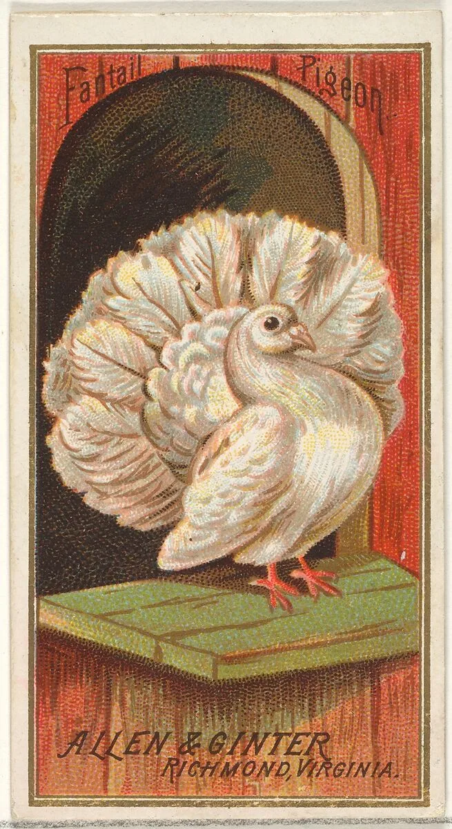 Fantail Pigeon, from the Birds of America series (N4) for Allen & Ginter Cigarettes Brands — Allen & Ginter
