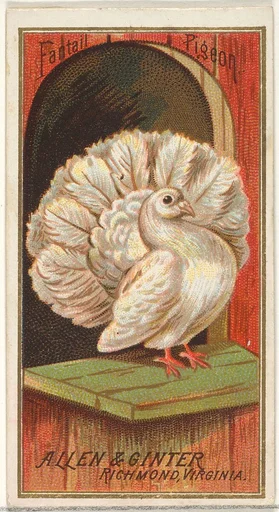 Fantail Pigeon, from the Birds of America series (N4) for Allen & Ginter Cigarettes Brands