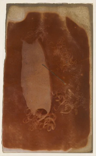 [Shark Egg Case]