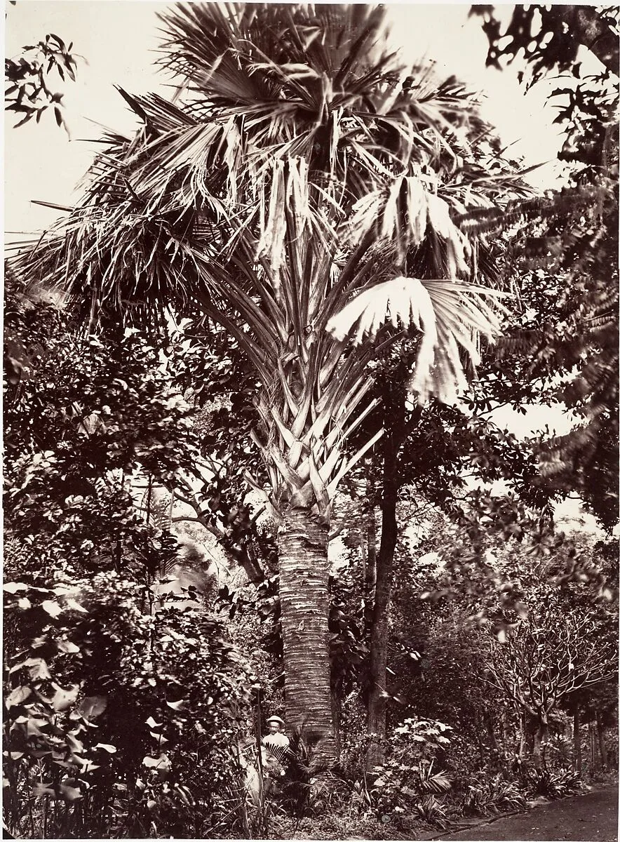 Grand Latanier — Désiré Charnay