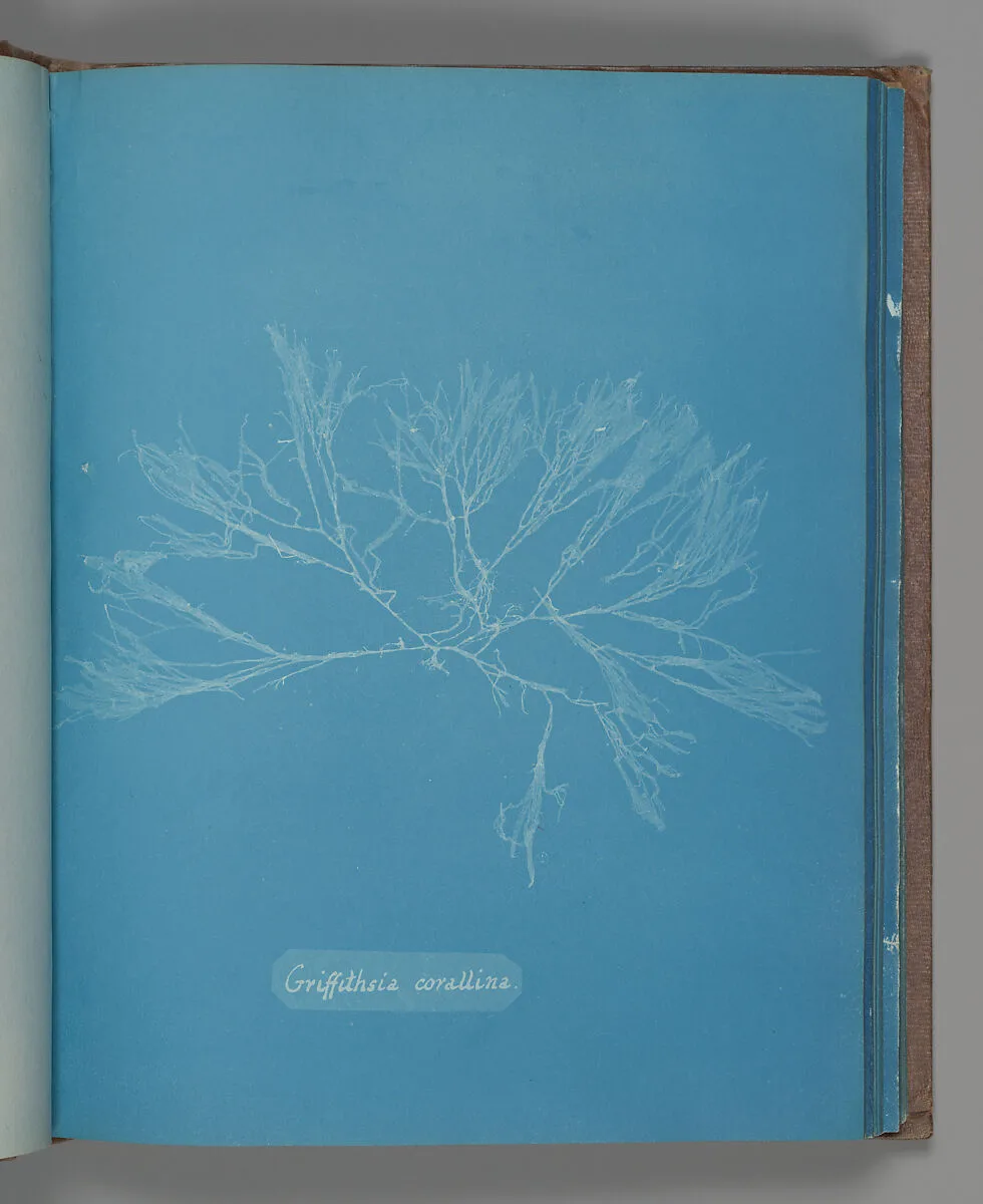 Griffithsia corallina — Anna Atkins