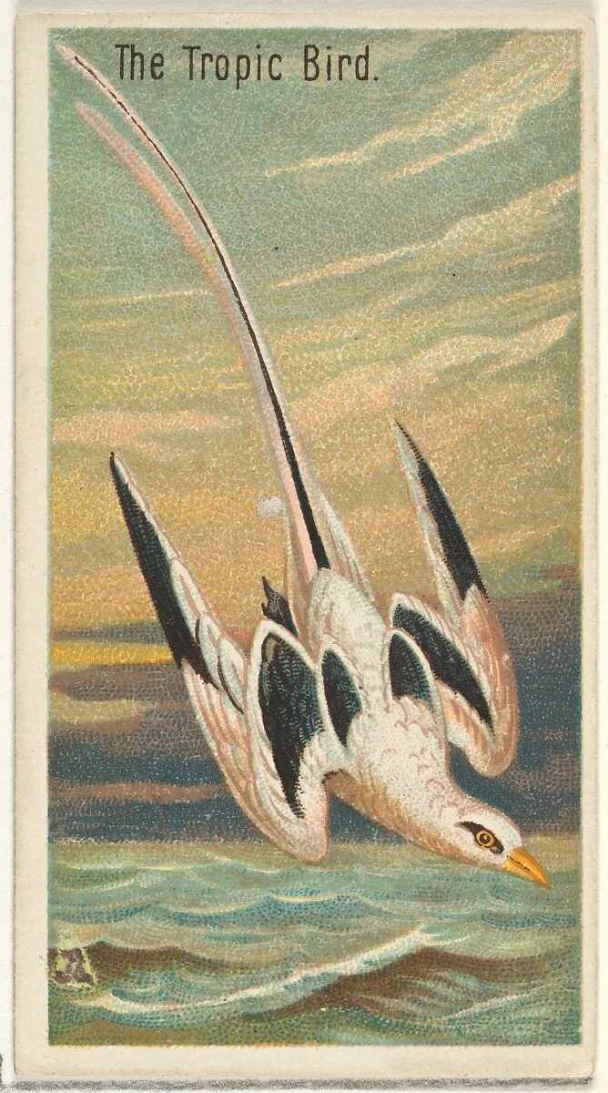 The Tropic Bird, from the Birds of the Tropics series (N5) for Allen & Ginter Cigarettes Brands — Allen & Ginter|George S. Harris & Sons