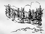 Mountain Meadow