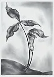 Jack-in-the-Pulpit — Victoria Hutson Huntley