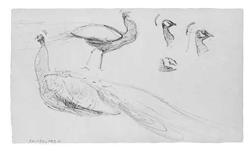 Peacocks