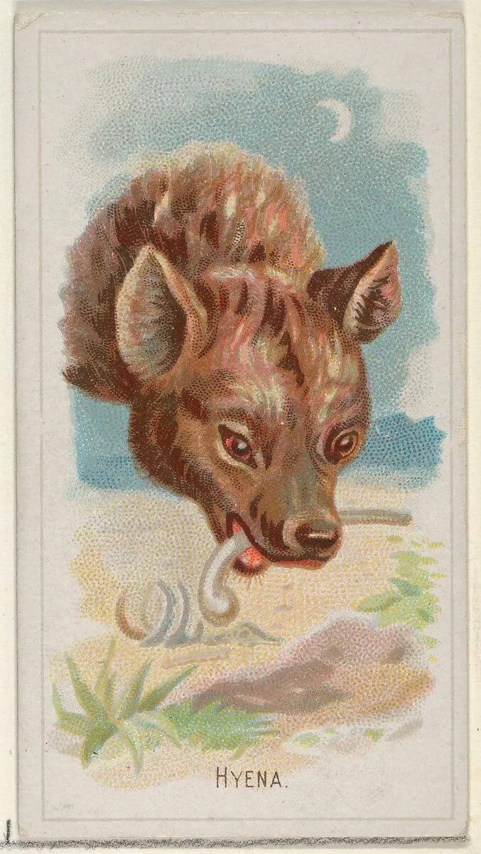 Hyena, from the Wild Animals of the World series (N25) for Allen & Ginter Cigarettes — Allen & Ginter|George S. Harris & Sons