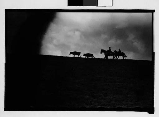 [Cattle and Herdsmen on Horseback, From Automobile, New Orleans Vicinity, Louisiana]