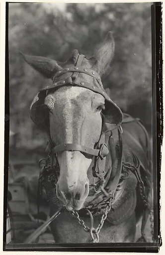 [Mule, Hale County, Alabama]