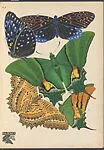 Papillons, Pl. 6 — Emile-Allain Séguy|Tolmer Editeur