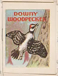 Downy Woodpecker from Eggers Bird Booklets (W607) — Unknown