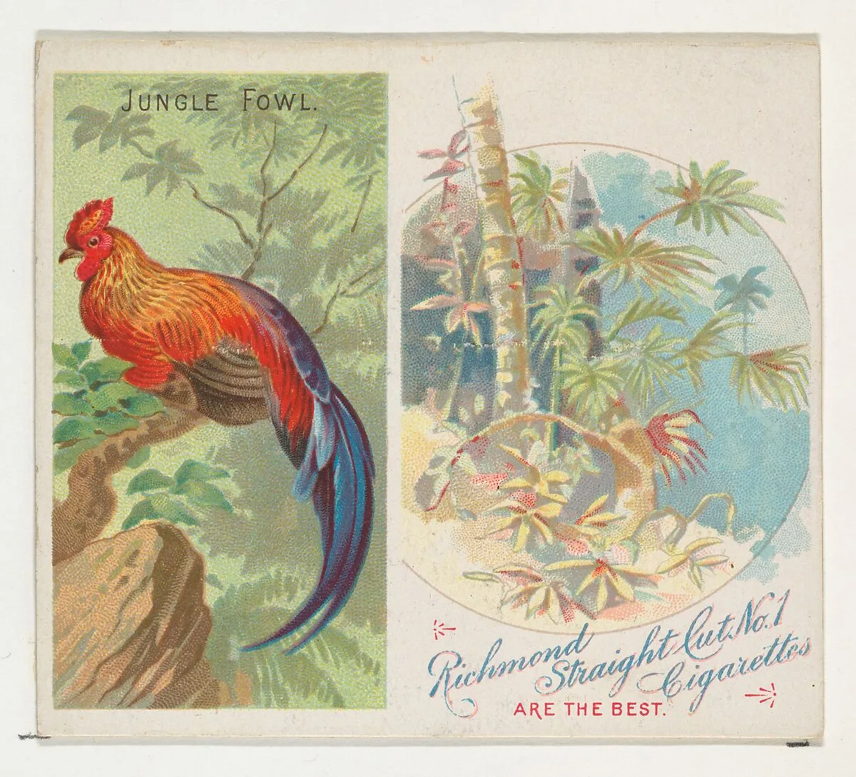 Jungle Fowl, from Birds of the Tropics series (N38) for Allen & Ginter Cigarettes — Allen & Ginter|George S. Harris & Sons