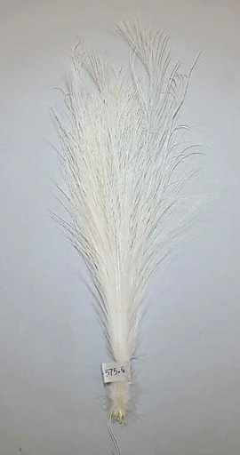 Aigrette
