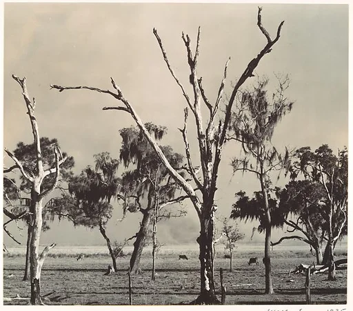 Landscape, Gulf Coast, Louisiana