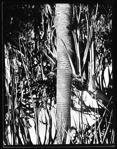 [South Seas: Palm Tree]