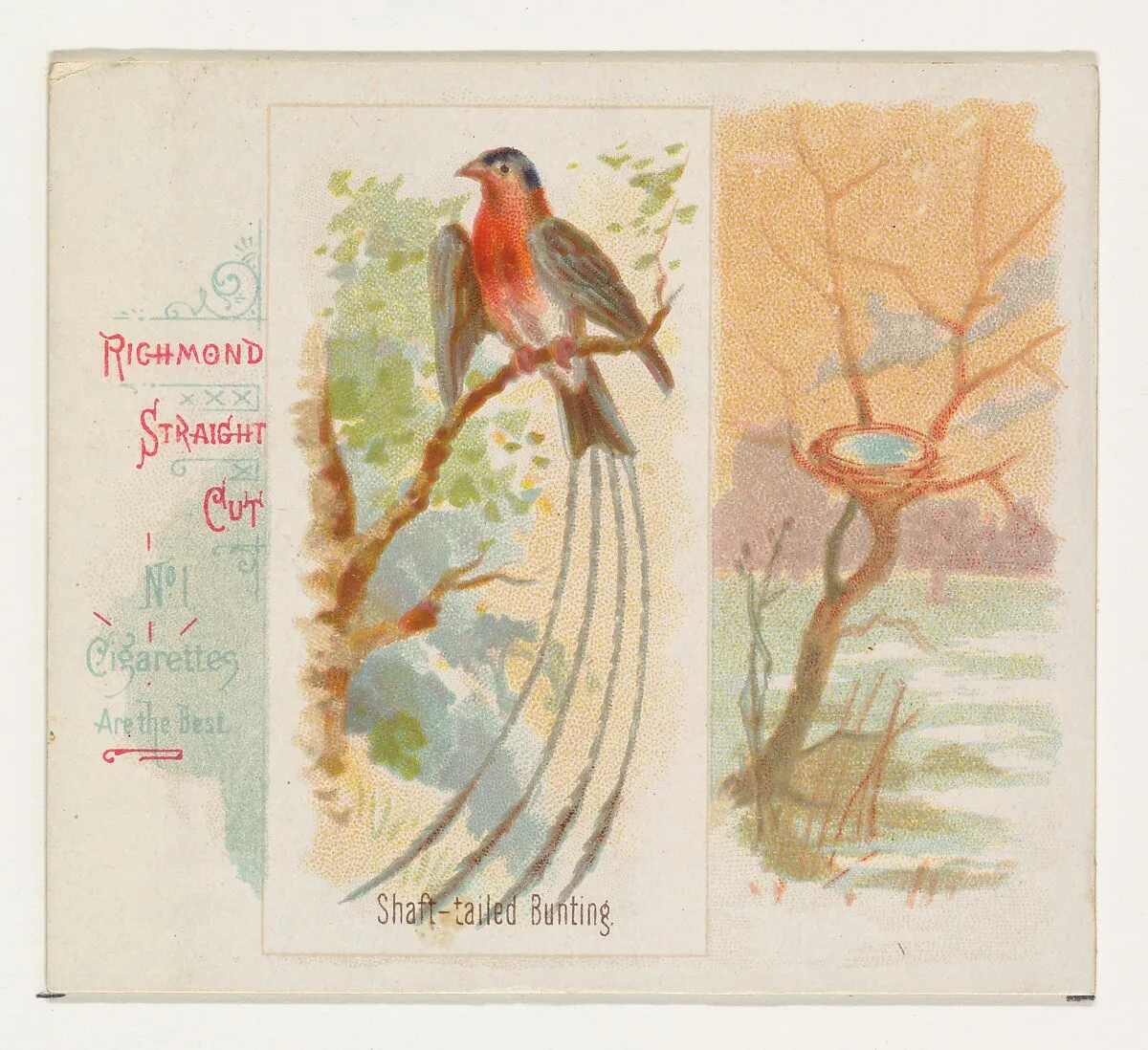 Shaft-tailed Bunting, from the Song Birds of the World series (N42) for Allen & Ginter Cigarettes — Allen & Ginter|George S. Harris & Sons