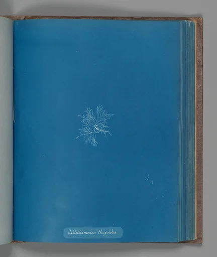 Callithamnion thuyoides