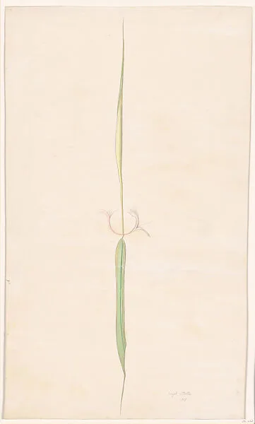 Single Flower — Joseph Stella