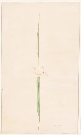 Single Flower