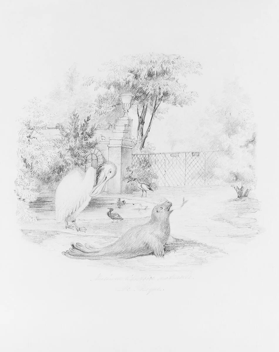 Museum d'Histoire Naturelle: Le Phoque — Henry Jackson Morton