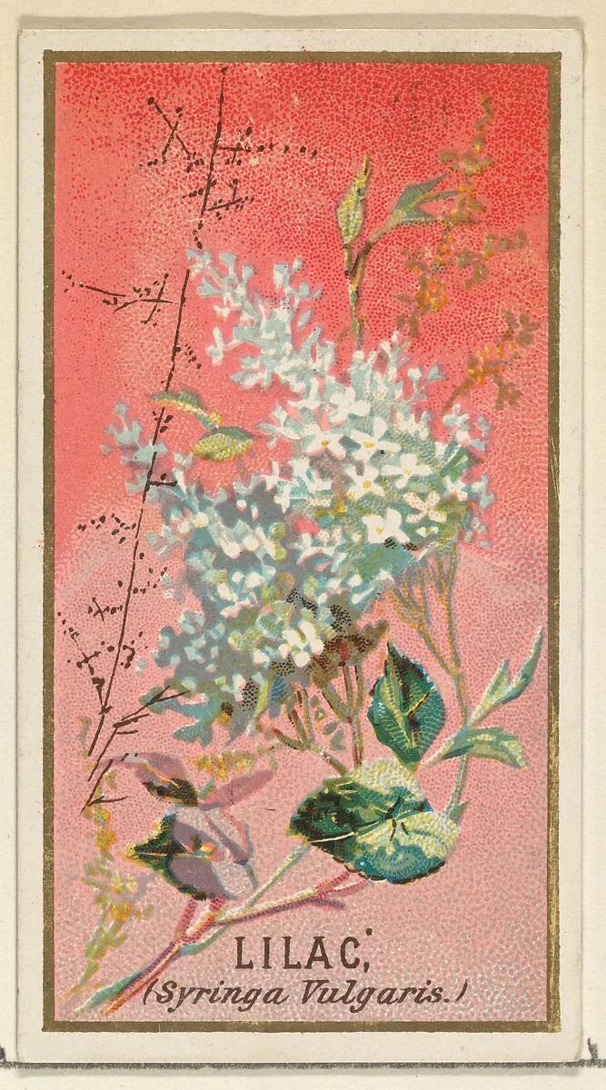 Lilac (Syringa Vulgaris), from the Flowers series for Old Judge Cigarettes — Goodwin & Company|George S. Harris & Sons