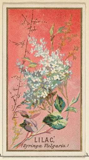 Lilac (Syringa Vulgaris), from the Flowers series for Old Judge Cigarettes