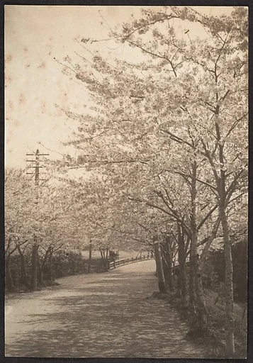 [Cherry Trees in Blossom Along Roadside]