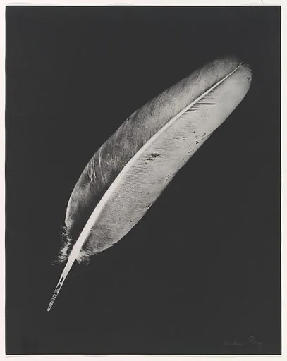 Plume