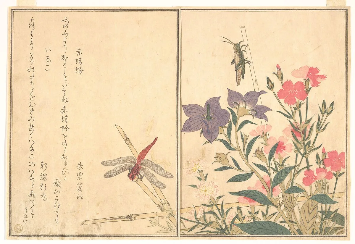 『画本虫撰』「赤蜻蛉」「いなこ」|Red Dragonfly (Akatonbo); Locust (Inago), from the Picture Book of Crawling Creatures (Ehon mushi erami) — Kitagawa Utamaro