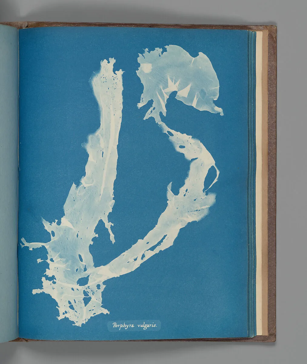 Porphyra vulgaris — Anna Atkins