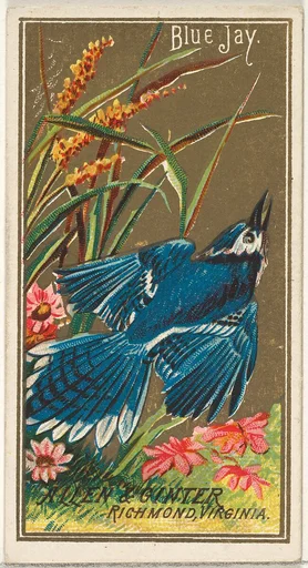 Blue Jay, from the Birds of America series (N4) for Allen & Ginter Cigarettes Brands