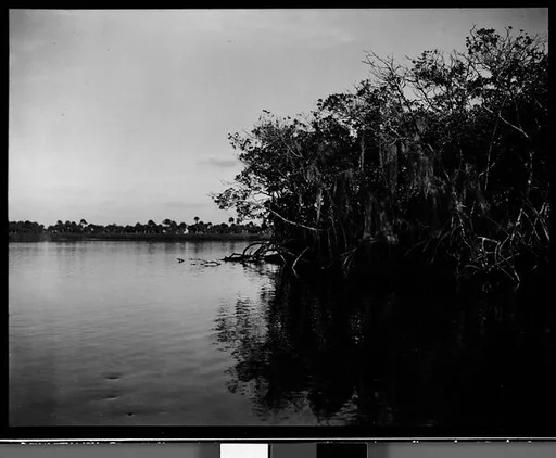[Mangroves, Florida]