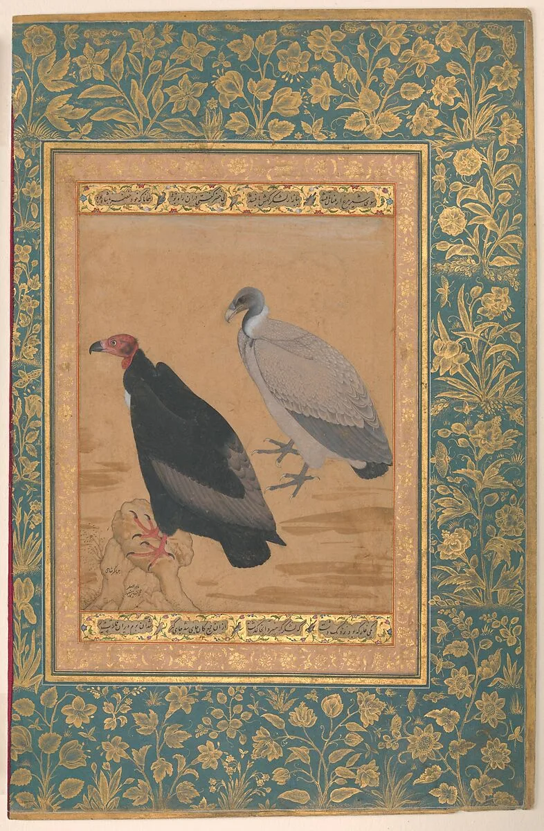 "Red-Headed Vulture and Long-Billed Vulture", Folio from the Shah Jahan Album — Mansur|Mir 'Ali Haravi