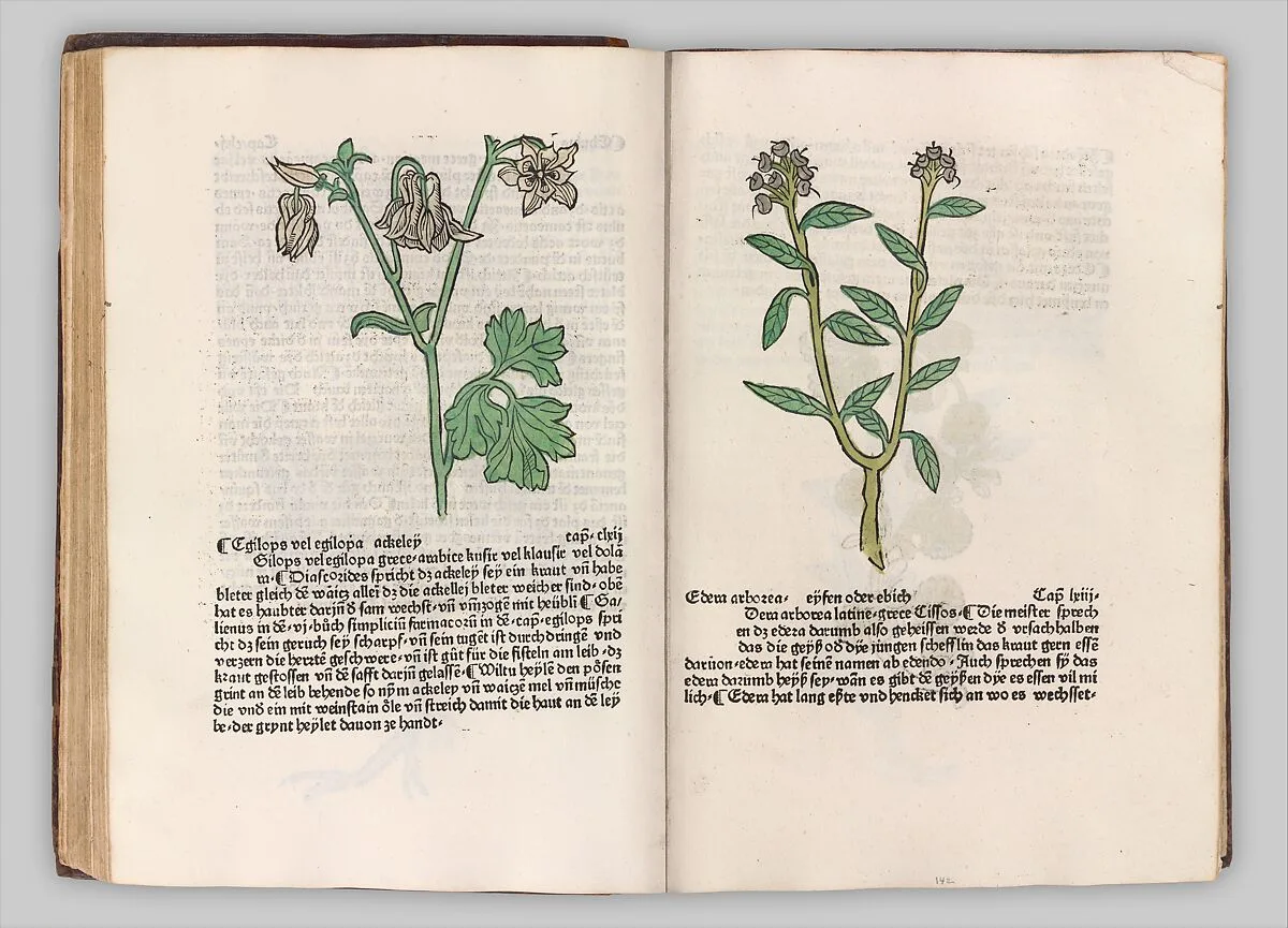 Herbarius - Gart der gesuntheit - Hortus sanitatis — Hans Schönsperger the Elder