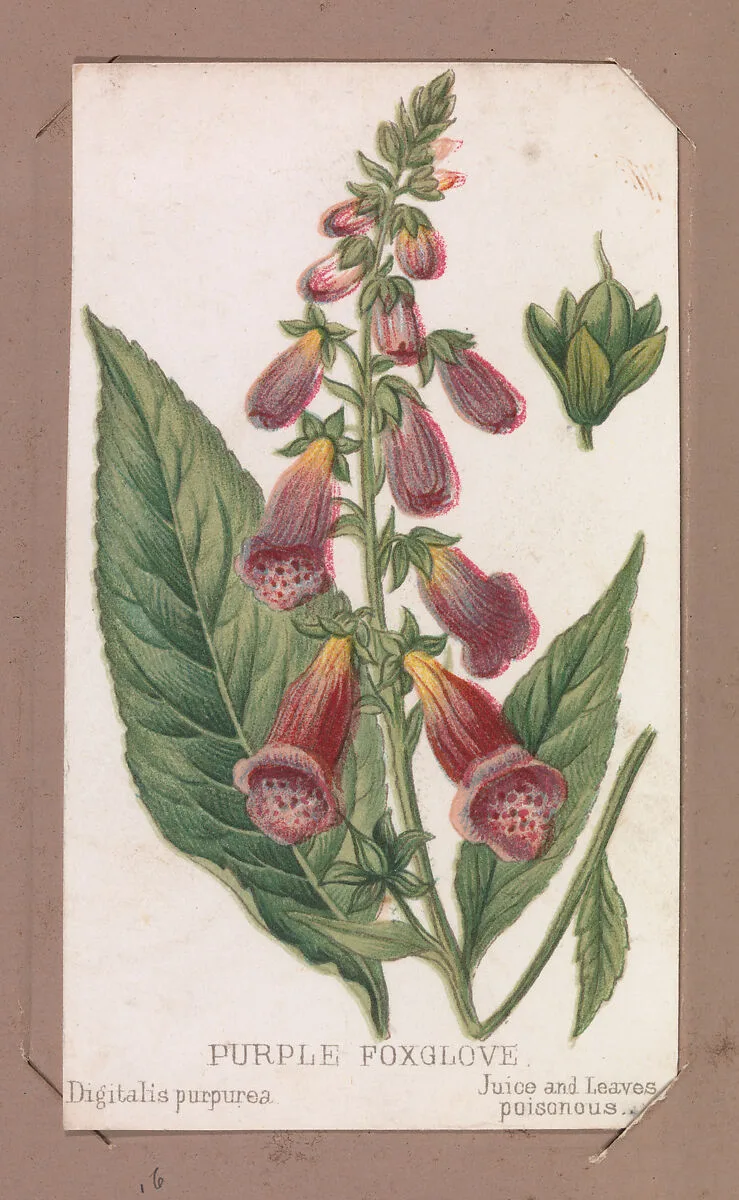 Purple Foxglove from the Plants series — Louis Prang & Co.